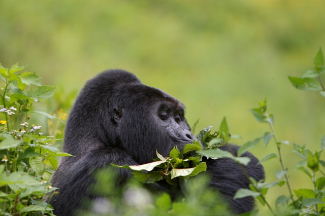 6 Day Gorilla Trekking Safari in Uganda