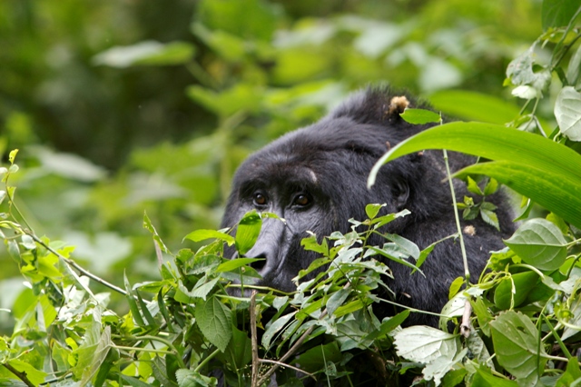 2 Day Gorilla Tracking Uganda From Kigali