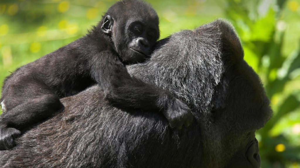 8 Days Rwanda Uganda DRC Gorilla Tracking Tour