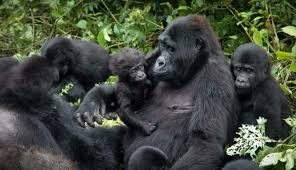 Gorilla Families in Buhoma Sector of Bwindi Forest