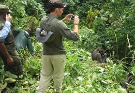 Tourists Tracking Mountain Gorillas.