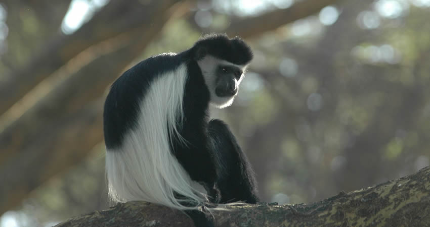 primate species in Uganda