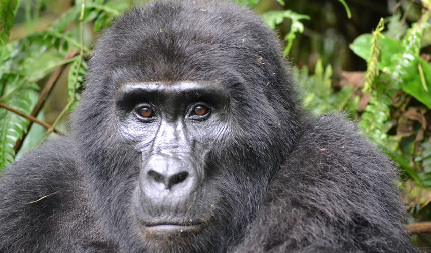 3 Day Exclusive Gorilla Tracking Rwanda