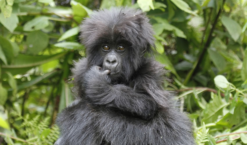 3 Days Bwindi Gorilla Tracking Safari