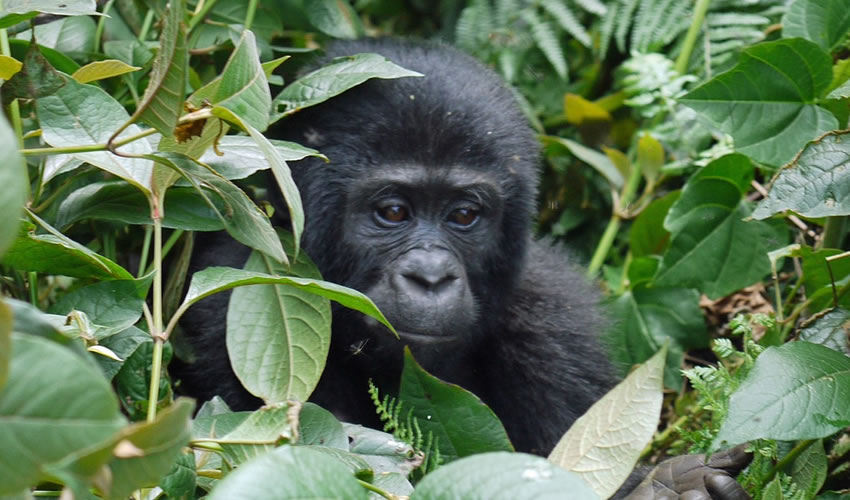 8 Days Gorillas in the Mist Rwanda