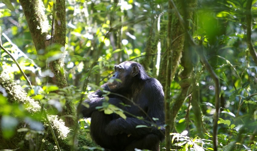 7 Day Rwanda Primates Exclusive Tour