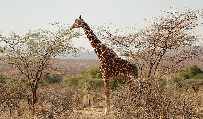 11 Day Uganda Wildlife Safari