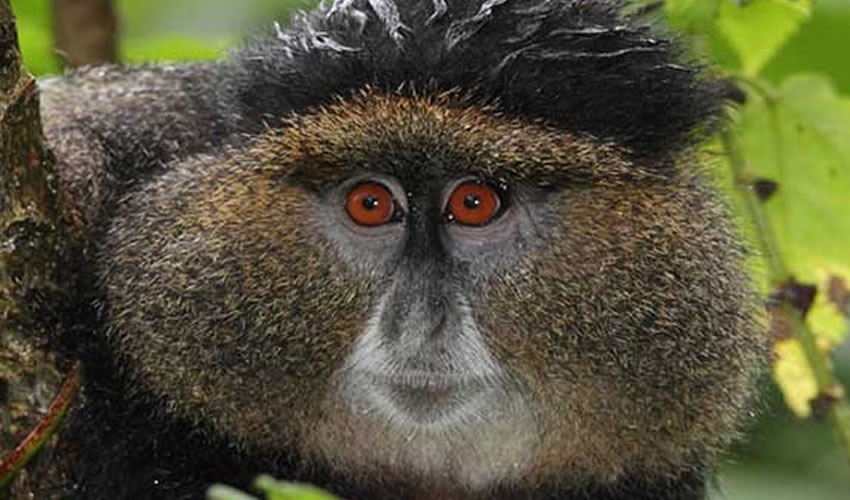 4 Days Gorilla Trek Rwanda & Golden Monkeys