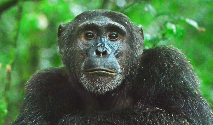 8 Days Uganda Primate Tracking Safari
