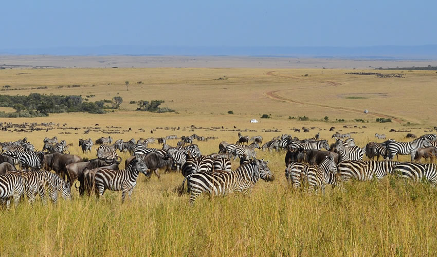 4 Days Fly-in Masai Mara Safari