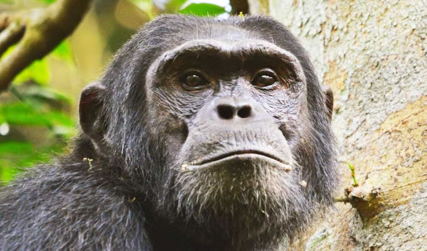 7 Day Rwanda Primates Tracking Tour