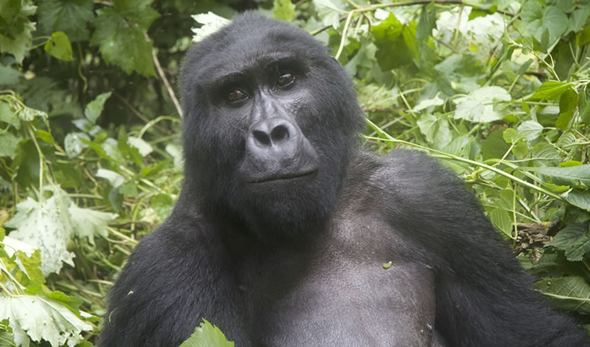 2 Day Budget Gorilla Tour to Rwanda