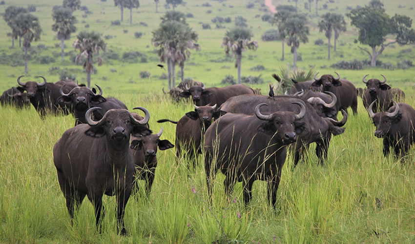 10 Days Uganda Wild African Safari