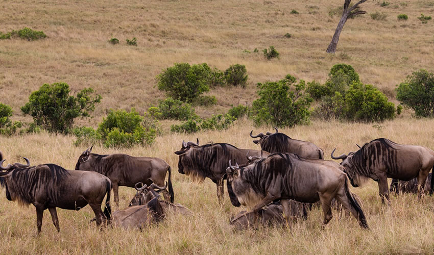 7 Days Highlights of Kenya Safari
